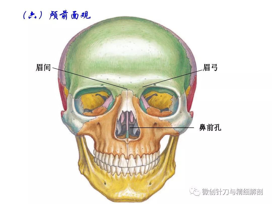 人体解剖学-颅骨