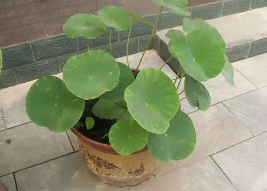 盆栽土怎么杀虫最好 fd805c623db34c758efb913055e091da.jpeg