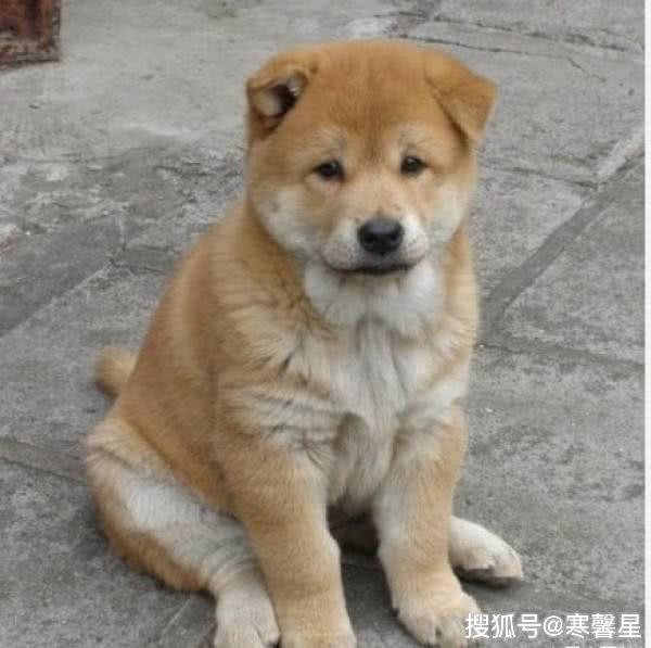 中華田園犬到底做錯了什麼？憑什麼被世界除名？ 寵物 第3張