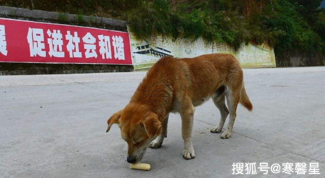 中華田園犬到底做錯了什麼？憑什麼被世界除名？ 寵物 第5張