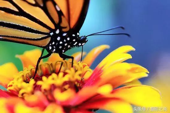 大自然蝴蝶 02ff08ed00454ed59cf8215cbb65688c.jpeg