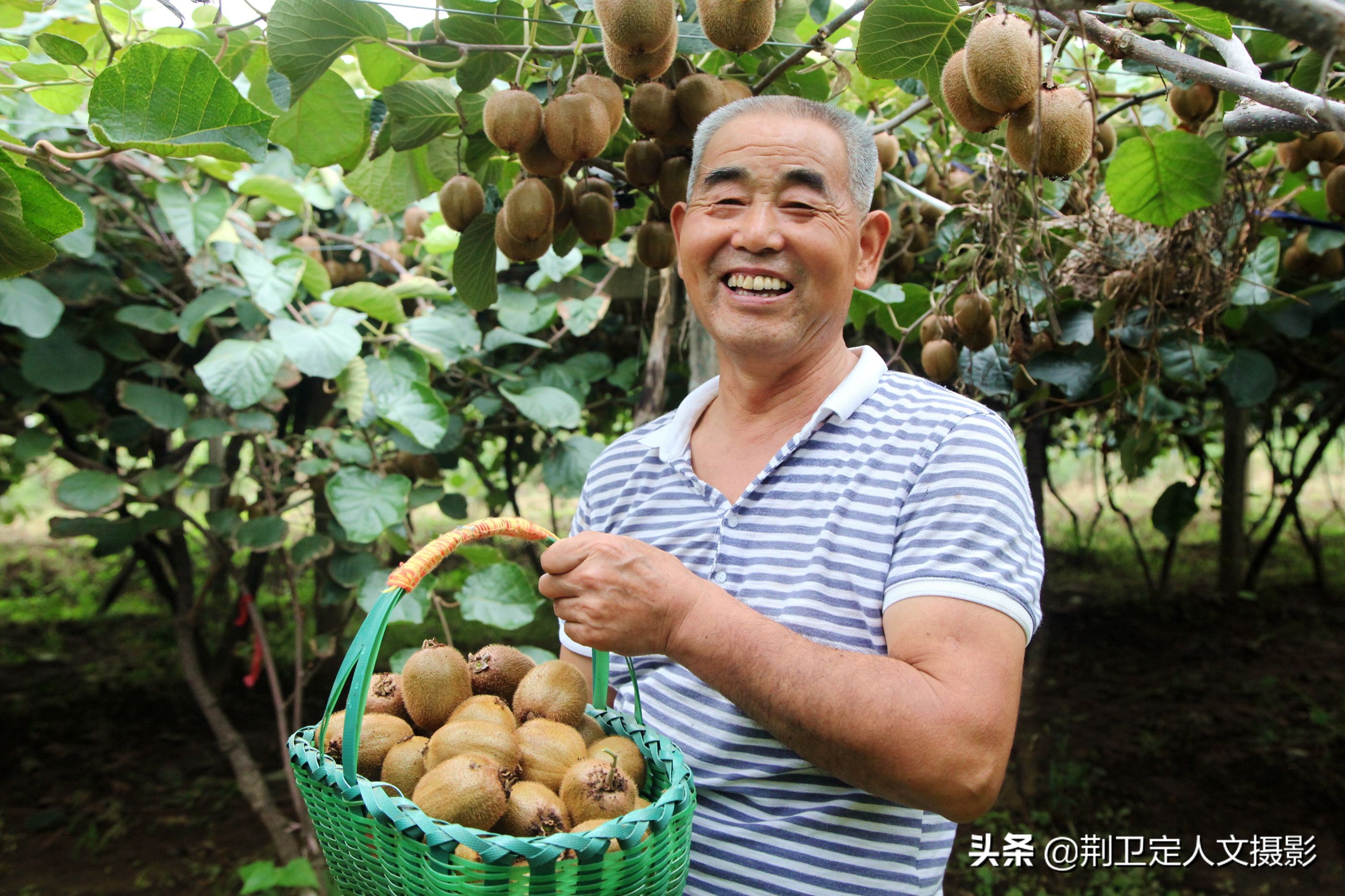 陕西农民销售1种水果按个卖,10元3个不愁卖,看是啥稀罕物