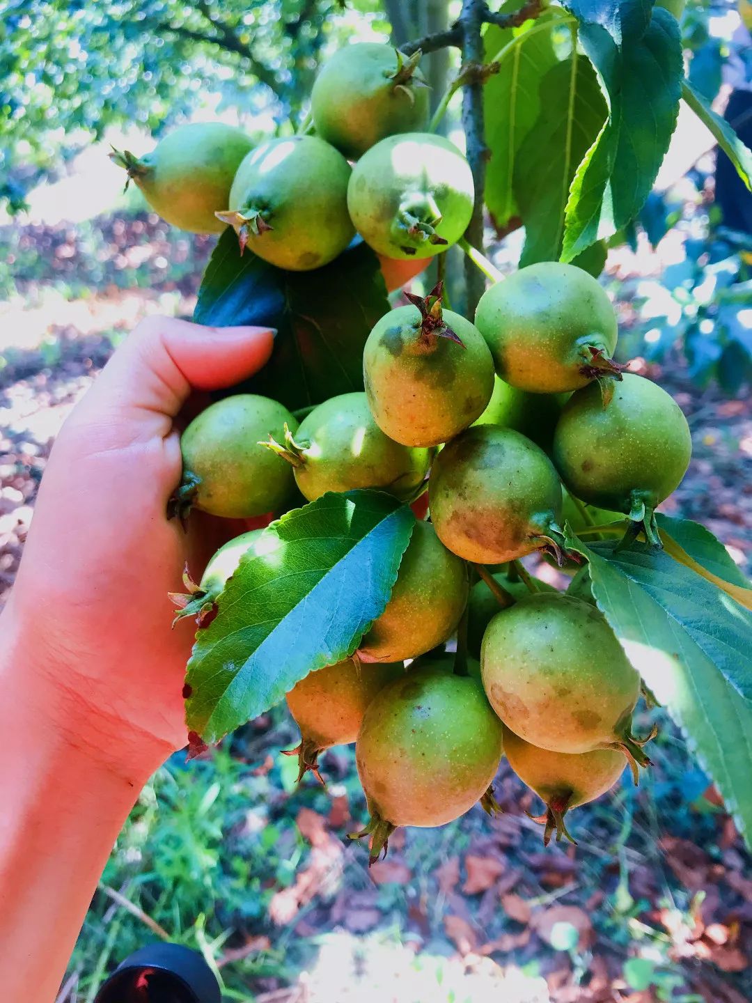 味清香,酸甜,含丰富营养其呈雪梨型,果大,果色鲜艳大果山楂为阳山县