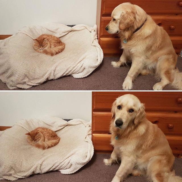 25张猫咪的搞笑图片：没错我就是来骗你们养猫的