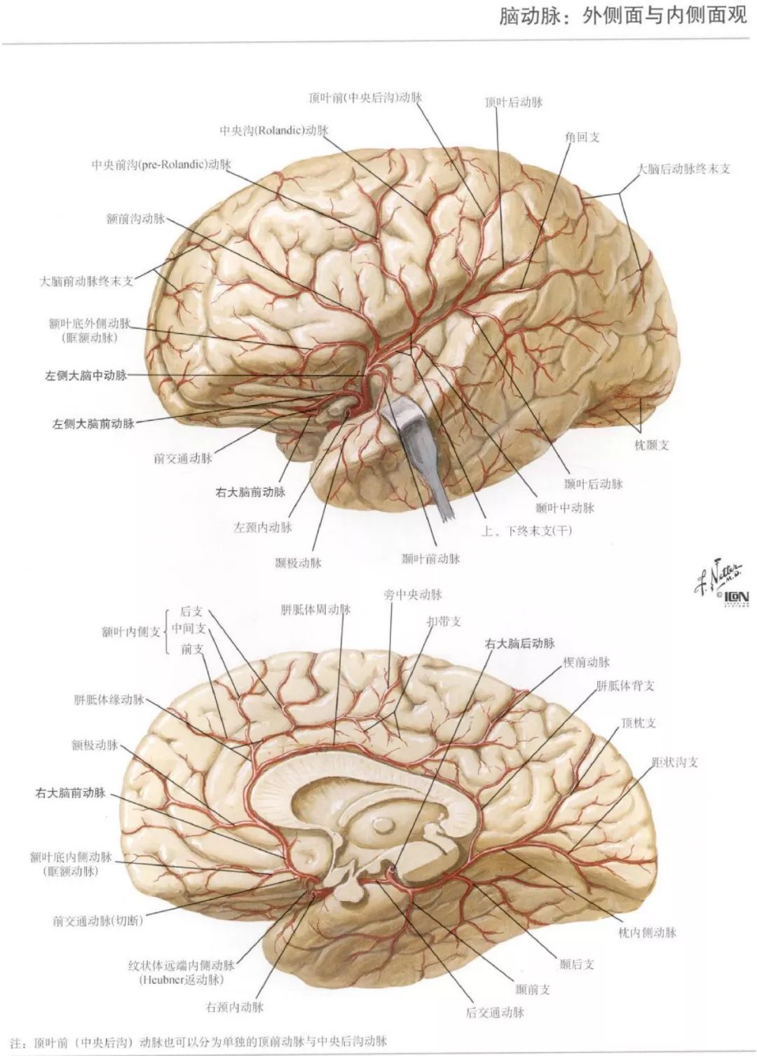 神经解剖脑部高清图谱奈特解剖学习资料