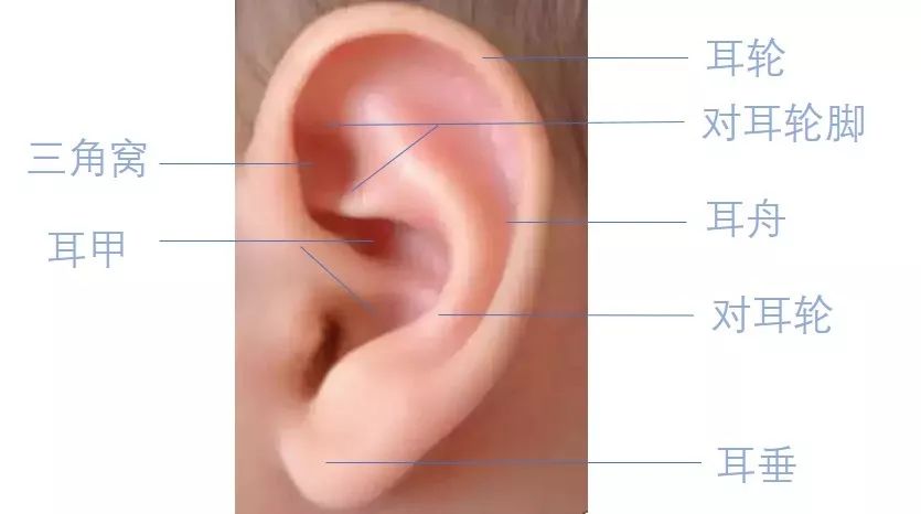 招风耳,精灵耳……半数宝宝出生时,耳朵都会"长歪"!留心这8种畸形