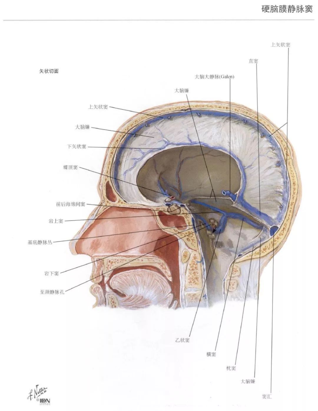 神经解剖脑部高清图谱奈特解剖学习资料
