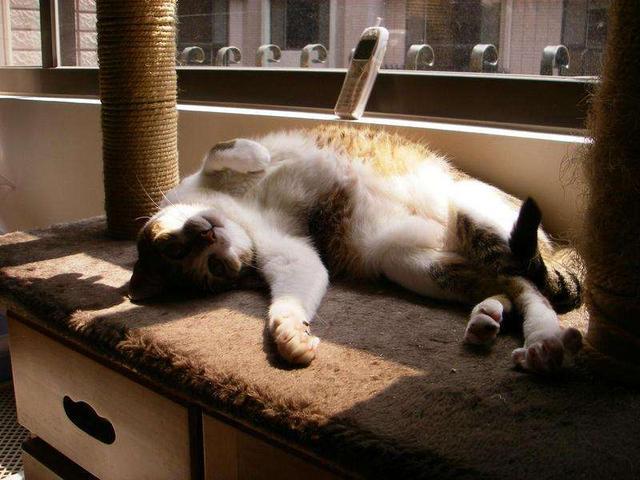 猫放屁是什么味道 2ac34d1c7ba84a14b2d09d0671a4f598.jpeg