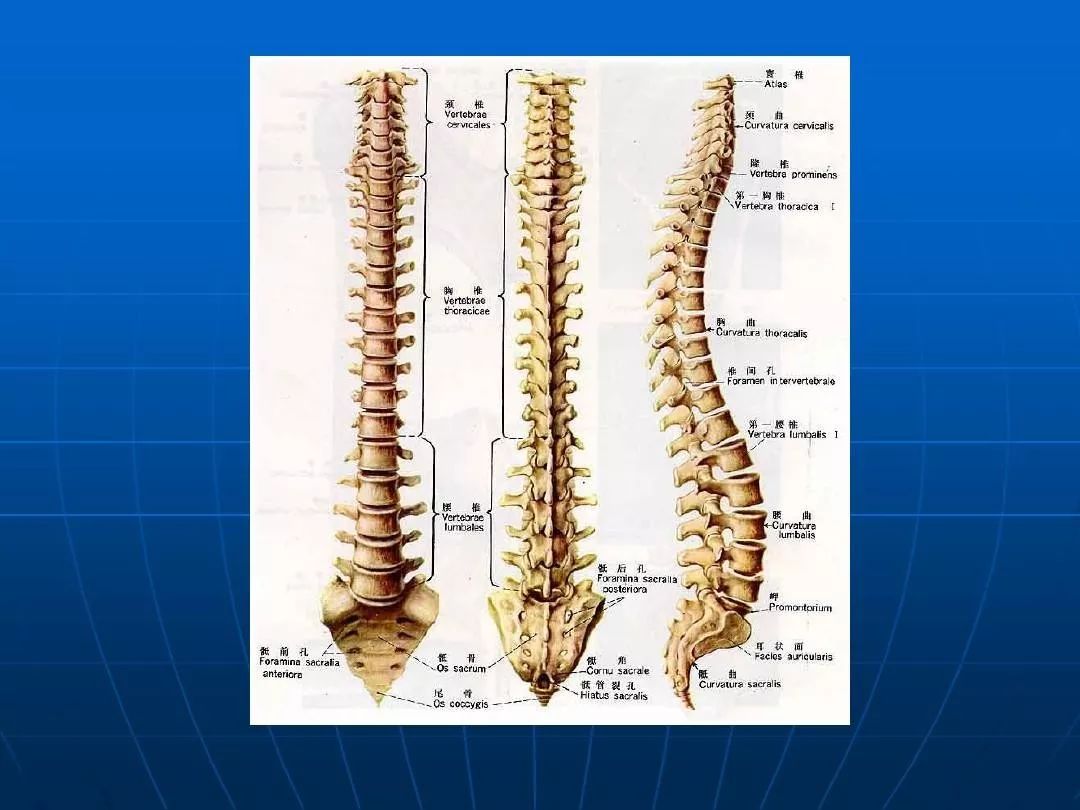 麻醉科医生900问:脊柱解剖与椎管内穿刺有何关系?