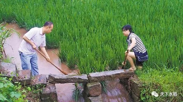 东北地区水稻防灾害这几点很管用必看