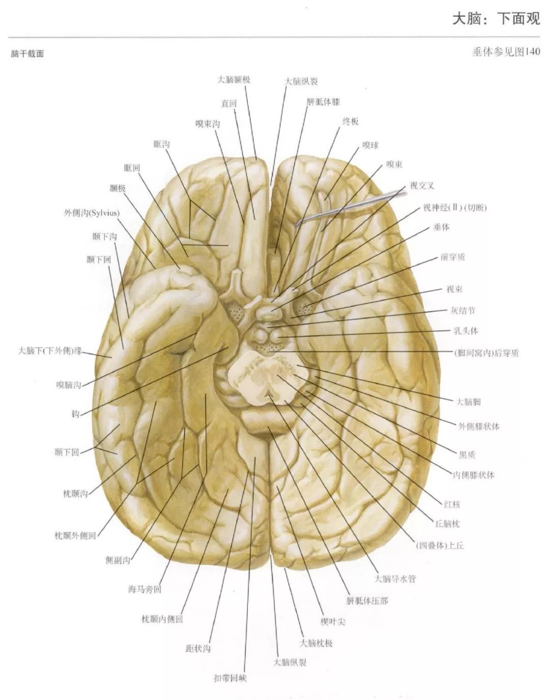 神经解剖脑部高清图谱奈特解剖学习资料