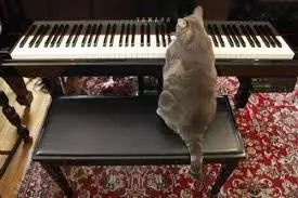 猫之二重唱简谱_花之二重唱中文简谱