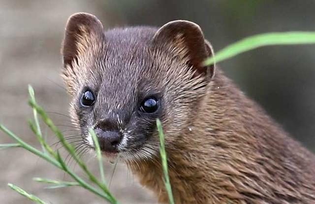 如何杀黄鼠狼 3ca59597c68c474baacdeb264026218c.jpeg