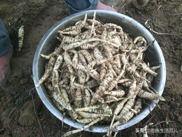 恩施鹤峰江坪村虫草参种植试验基地,望能够成为农村致富新机遇