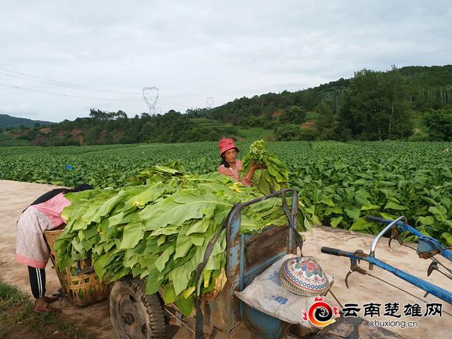 图为叽拉村烟农在采收成熟烟叶.