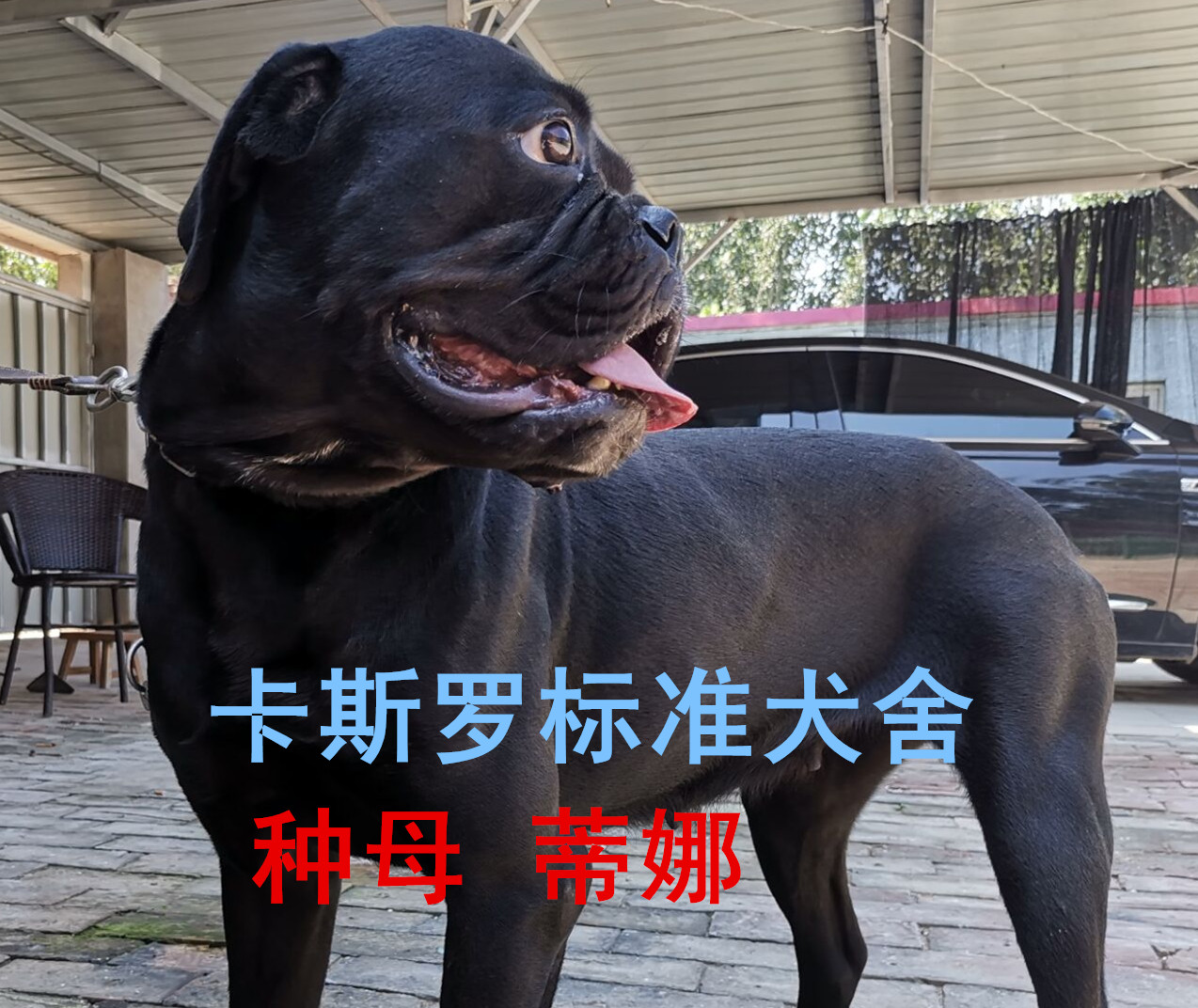 卡斯罗幼犬成长过程的不良习惯之控制