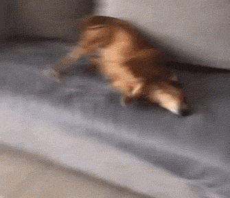 狗子洗完澡后报复主人:爱洗是吧?我让你洗个够!_狗狗