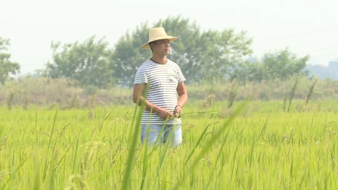 寻找最美退役军人杨愉锐从护旗手到农机手02让青春在希望的田野上