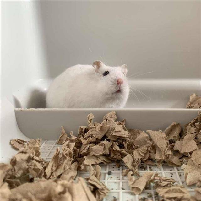 仓鼠向主人眨眼,并非想戏弄主人,而是感激主人的表现