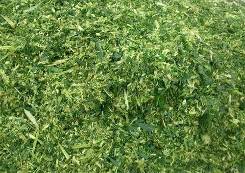 盐碱地养殖经丨用青绿饲料喂牛三注意
