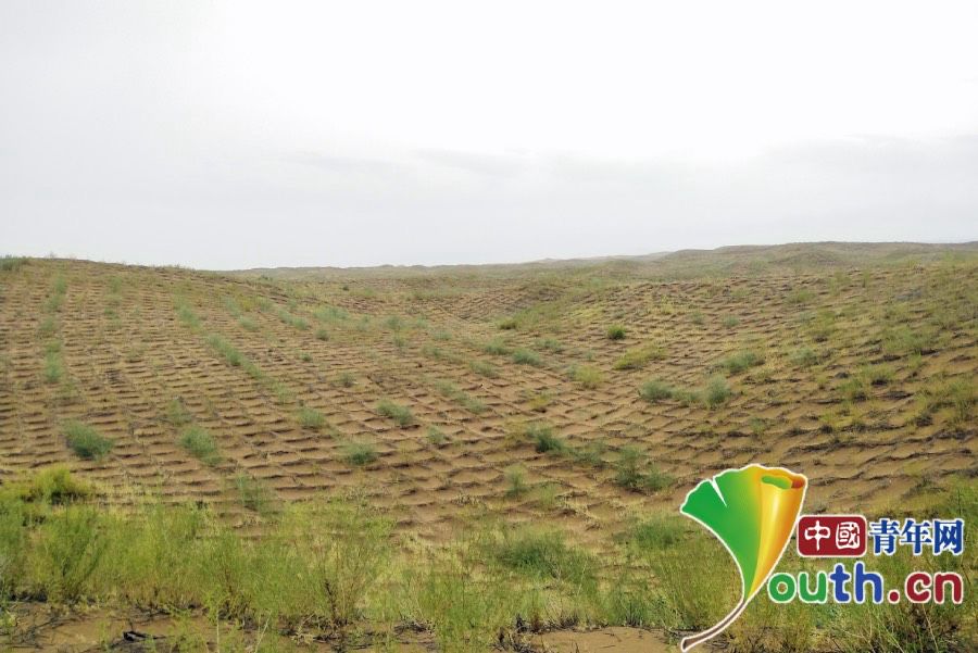 "它们都是耐旱植物,根系发达,防风固沙作用要比只用麦草轧方格好很多.