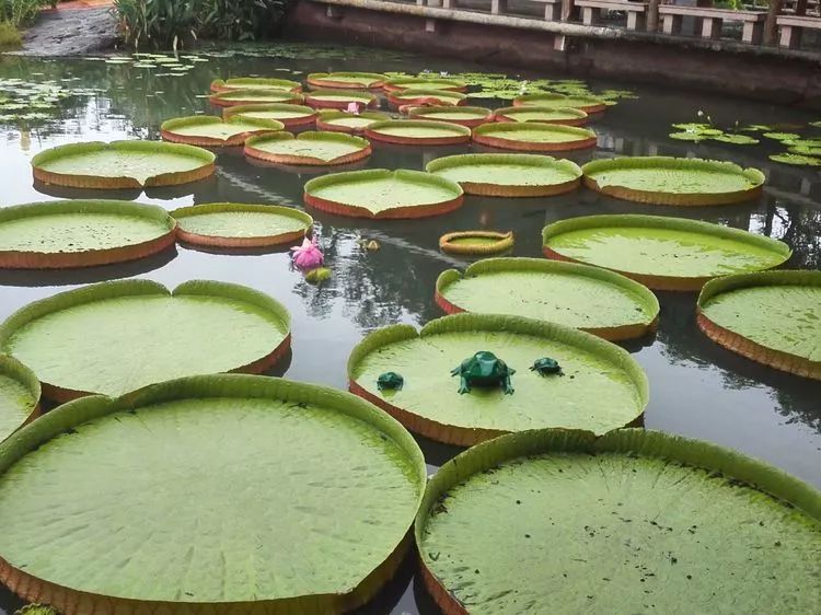 植物之家】克鲁兹王莲_叶子