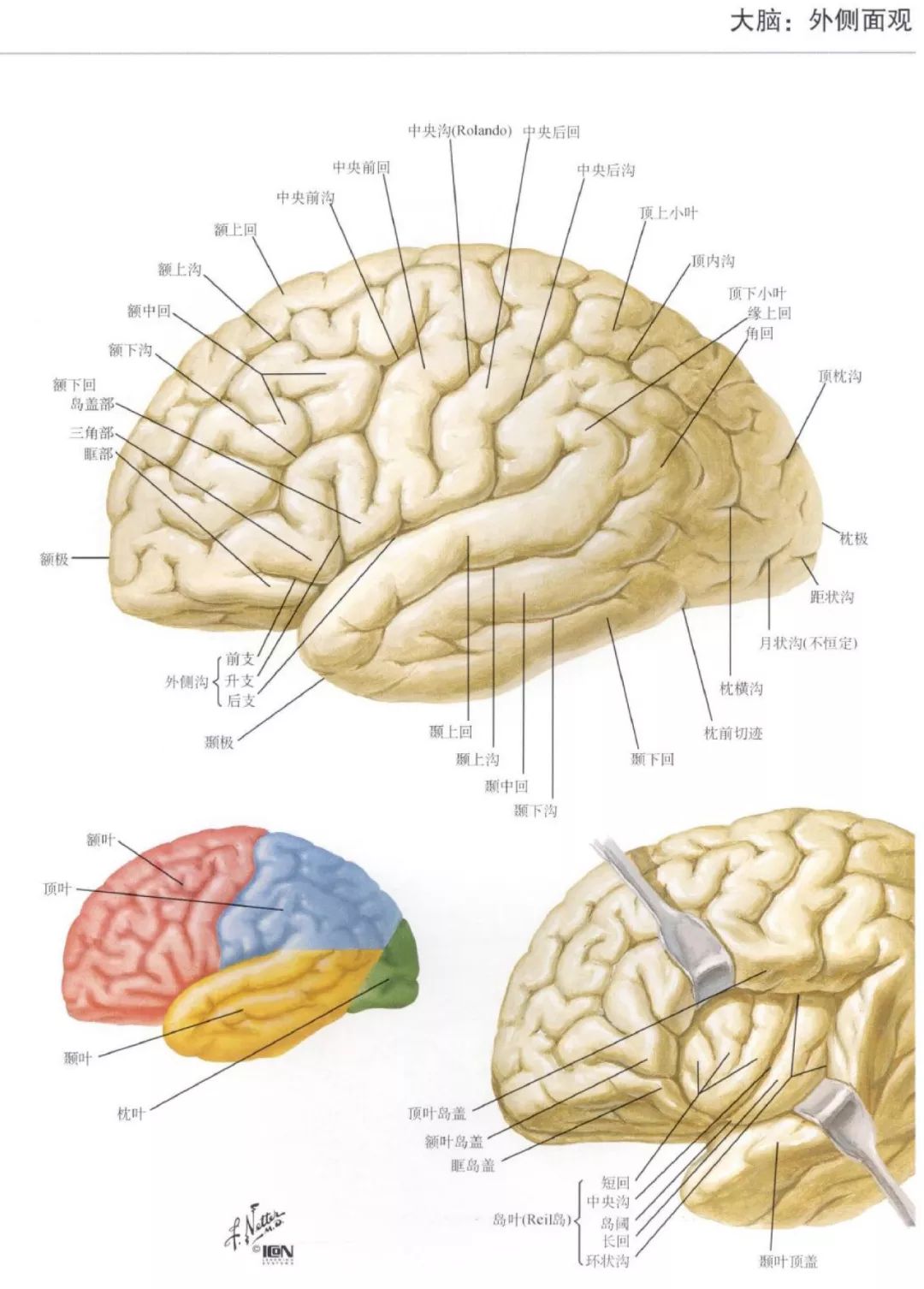 神经解剖| 脑部高清图谱-奈特解剖学习资料