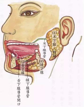 颌下腺肿大,质稍硬,压痛,挤压颌下腺时,导管口有碱味或脓性分泌物排出