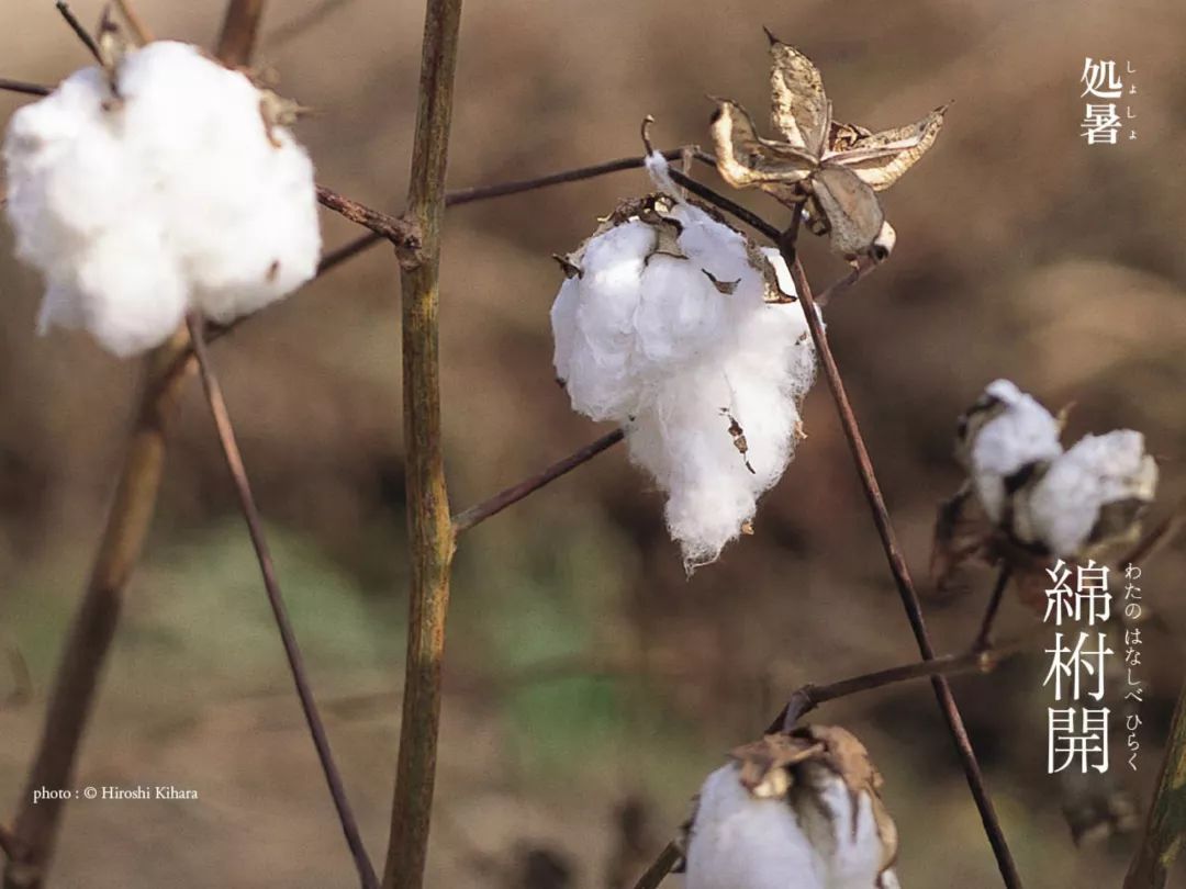 近些年,带着纯白棉毛花萼的棉花也悄然成了花界新宠.
