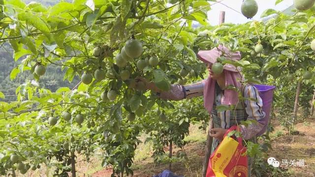 记者在马白镇马尾冲村委会新地房村何兴琼家种植地里看到,百香果长势