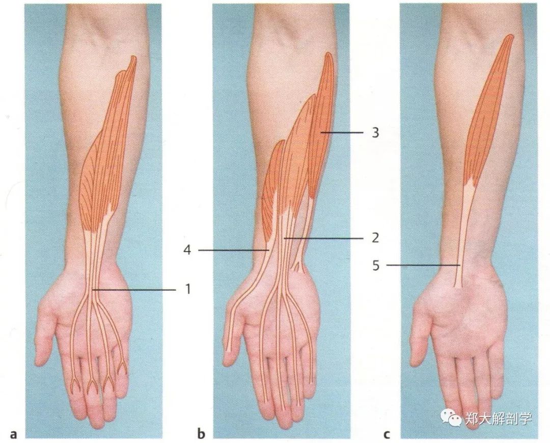 肘关节和腕关节肌肉失衡