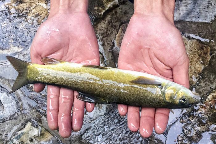 这种鱼自带“护身宝剑”，峡谷中藏了3千万年，仍逃不过吃货的嘴_肉质