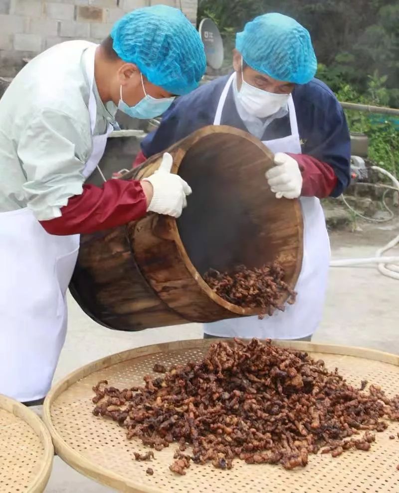 天台后生潜心六年把天台黄精做到极致九蒸干