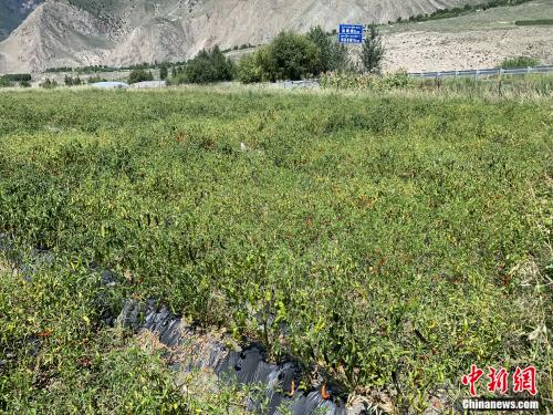 【新时代·边疆行】小小辣椒，如何成为西藏卓村村民的“摇钱树”？