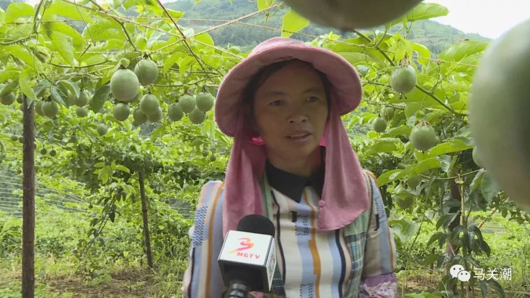 农户 何兴琼记者在马白镇马尾冲村委会新地房村何兴琼家种植地里看到