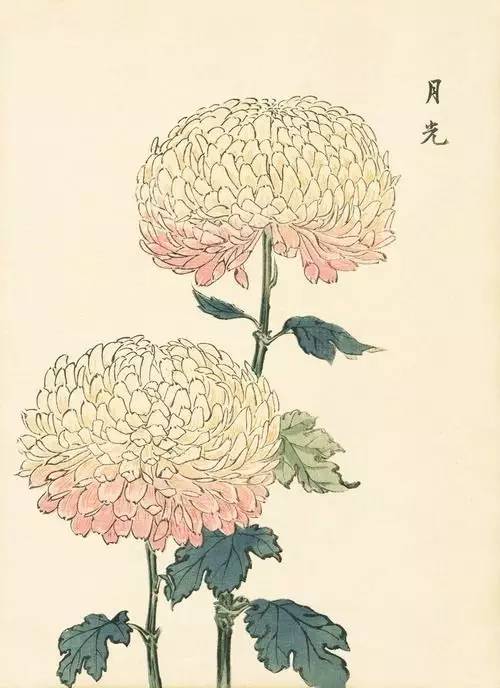 菊文化 | 当《红楼梦》遇上菊花