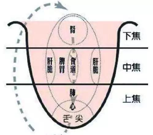                     胃气太重要，记得预防孩子“舌苔脱落”！生命树小儿推拿