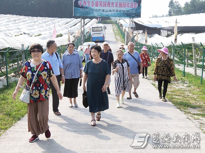 利川汪营白泥塘:葡萄园托起致富梦