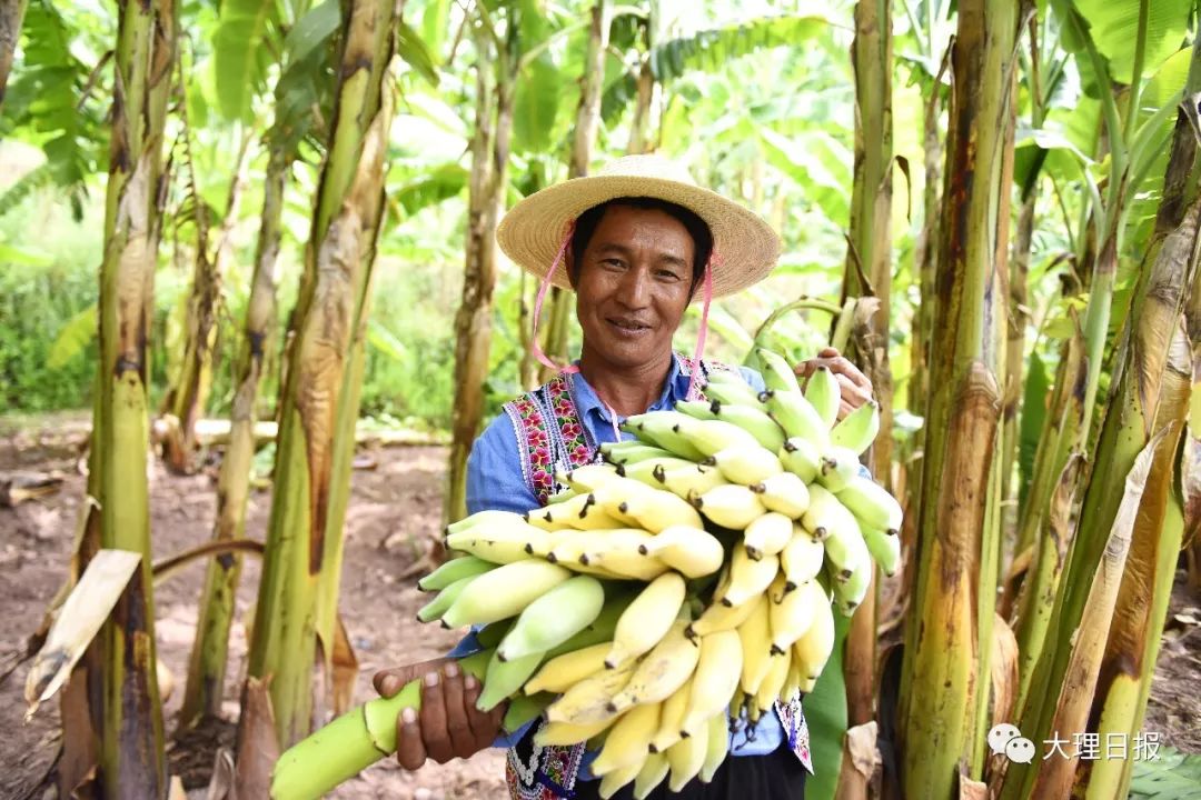 正是芭蕉成熟时巍山蕉农甜如蜜