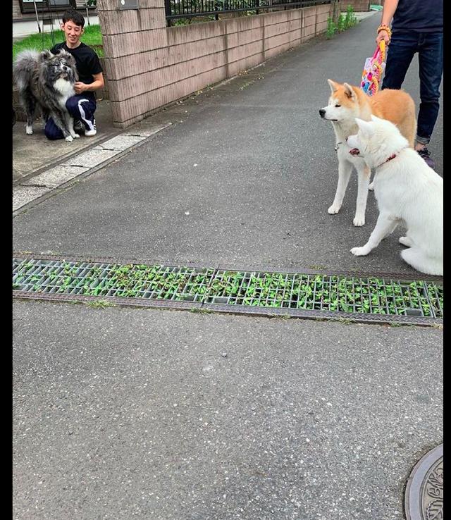 秋田犬有獨特顏色的毛發，同伴不認可，連哈士奇也嫌棄它，太難了 寵物 第2張