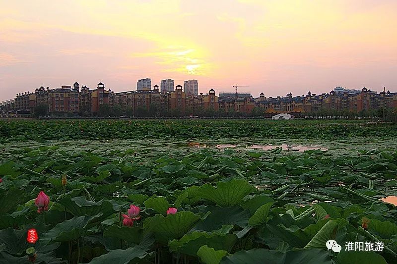 荷花万亩香千里上一句是什么