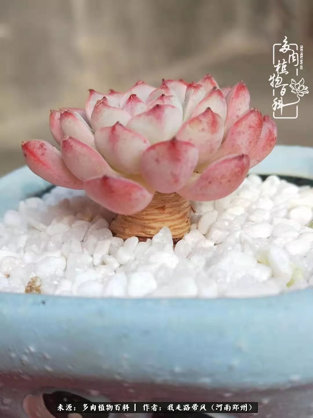 有个兴趣爱好多么重要!养多肉让我找到生活的乐趣!