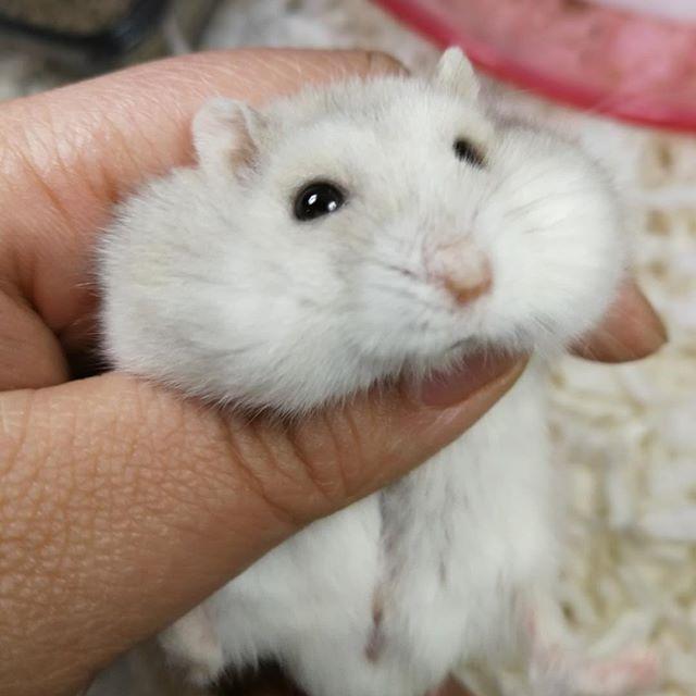 仓鼠向主人眨眼,并非想戏弄主人,而是感激主人的表现