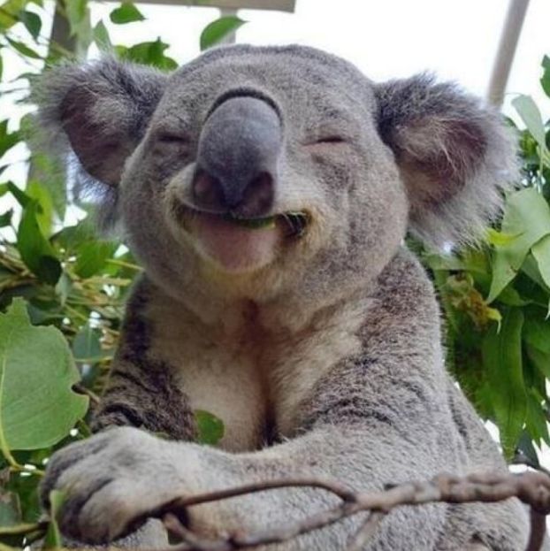 考拉是什么动物哪个国家 a436e486a78d4aa1beae258594981ff3.jpeg