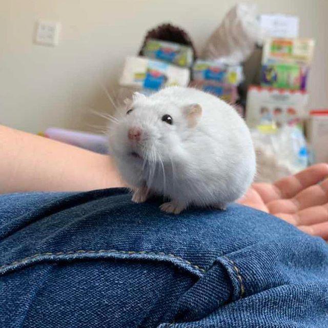 仓鼠向主人眨眼,并非想戏弄主人,而是感激主人的表现