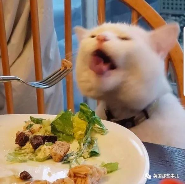 cat怎么吃