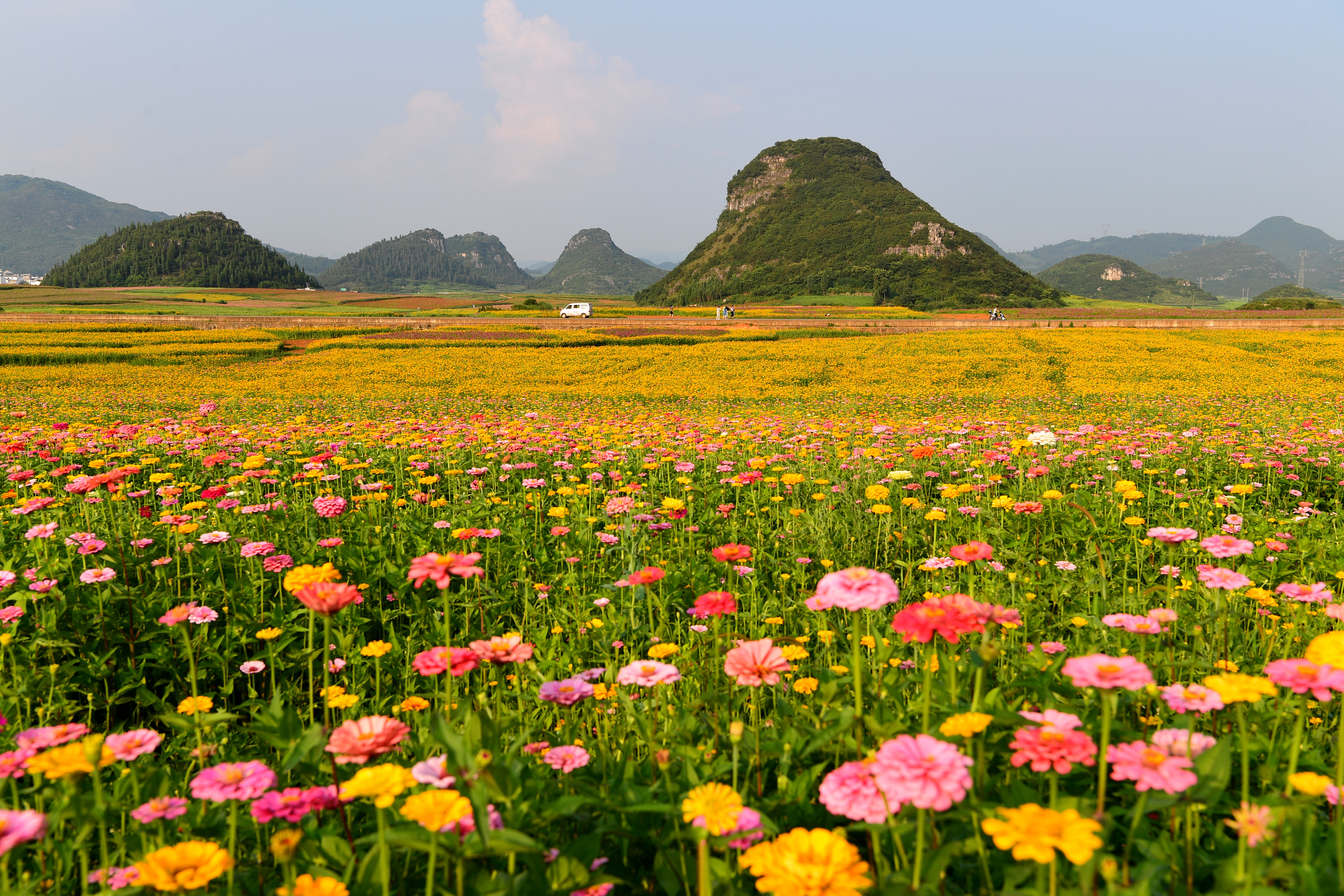 云南罗平金鸡峰丛景区3000亩七彩花田鲜花盛开