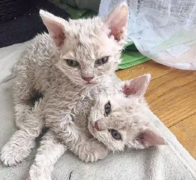 什么叫做变异 b2c7dd4bc5bb487d88e19bbbd232ca29.jpeg