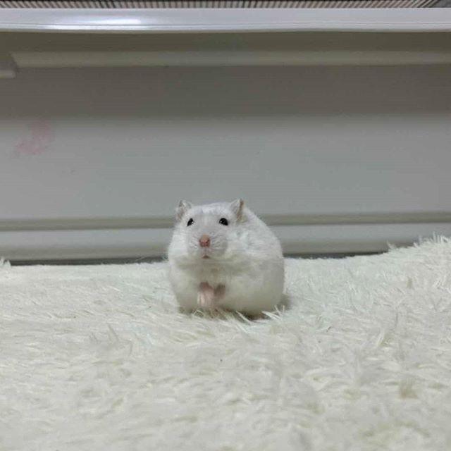 仓鼠向主人眨眼,并非想戏弄主人,而是感激主人的表现