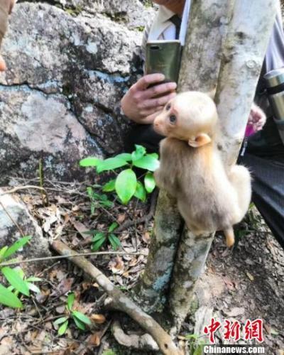二级“国保”藏酋猴被树杈夹住登山队员救下放归自然